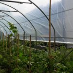 Serre per orti e agricoltura