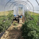 Serre per orti e agricoltura