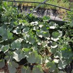 Serre per orti e agricoltura