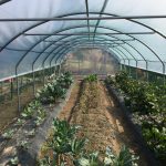 Serre per orti e agricoltura