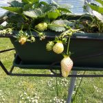 Serre per orti e agricoltura