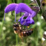 Serre per orti e agricoltura