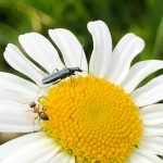 Serre per orti e agricoltura