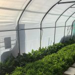 Serre per orti e agricoltura