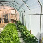 Serre per orti e agricoltura